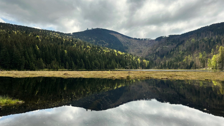 Holá místa způsobená kůrovcovou kalamitou pod Velkým Javorem