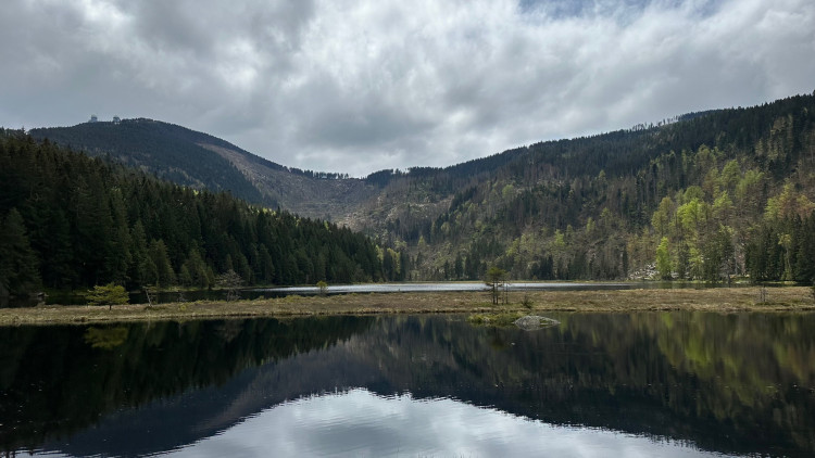 Holá místa způsobená kůrovcovou kalamitou pod Velkým Javorem