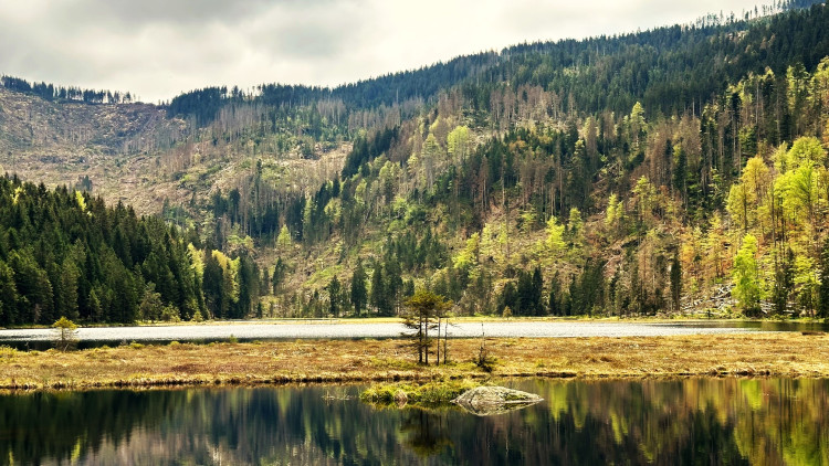 Holá místa způsobená kůrovcovou kalamitou pod Velkým Javorem