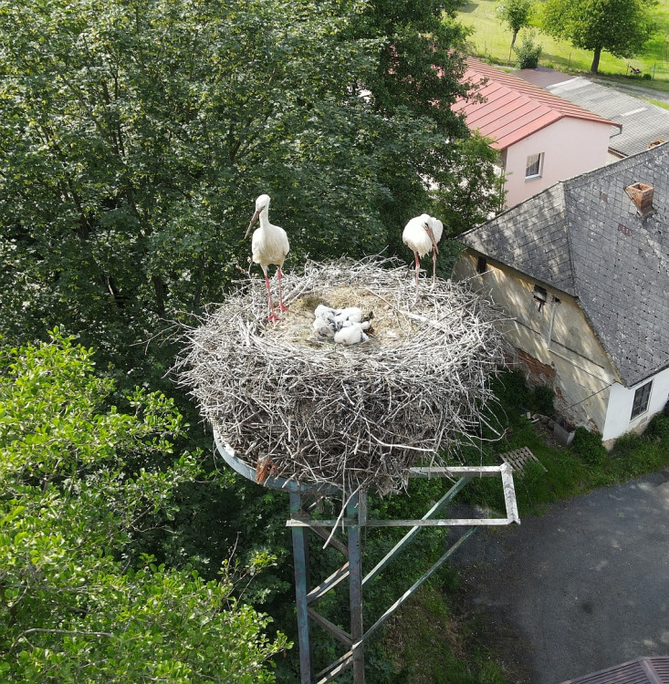 FOTOGALERIE: Adopce čápů