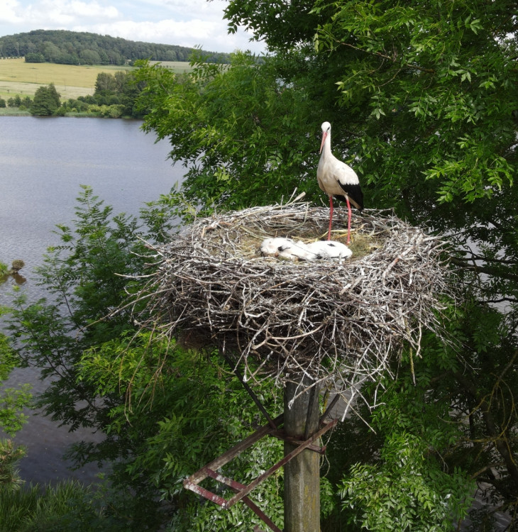 FOTOGALERIE: Adopce čápů