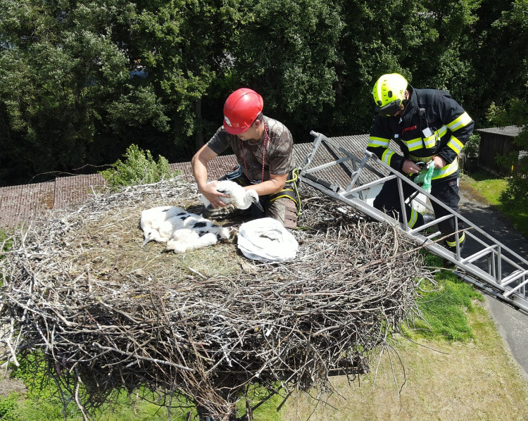 FOTOGALERIE: Adopce čápů