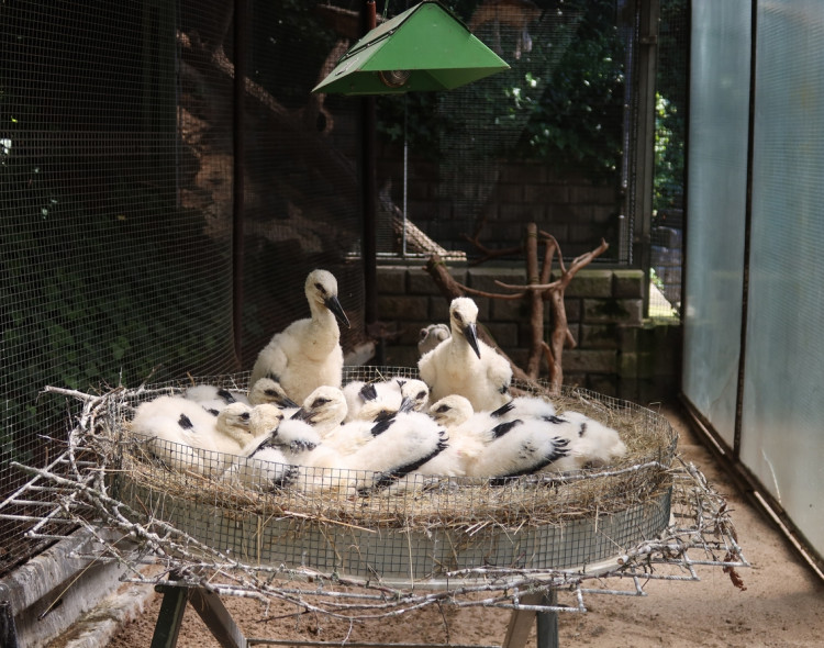 FOTOGALERIE: Adopce čápů