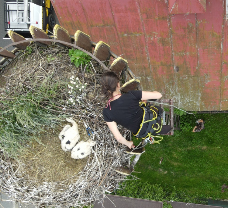 FOTOGALERIE: Adopce čápů