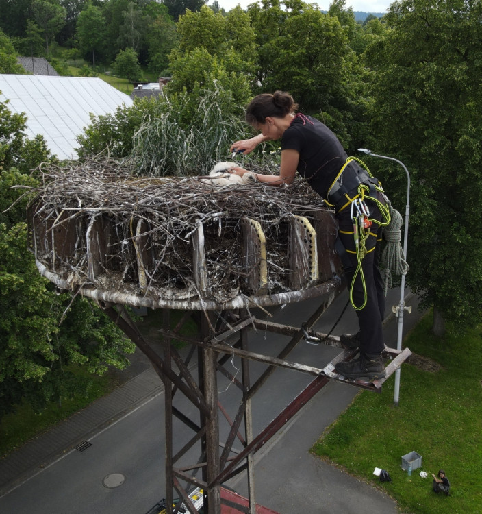 FOTOGALERIE: Adopce čápů