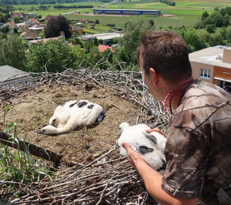 FOTOGALERIE: Adopce čápů