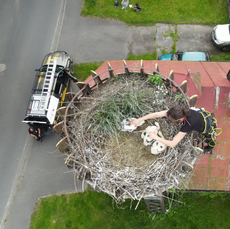 FOTOGALERIE: Adopce čápů