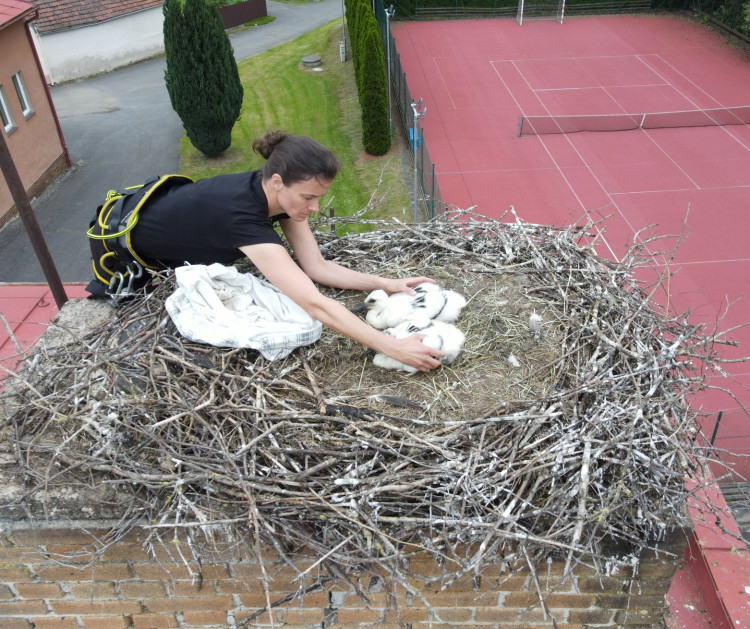 FOTOGALERIE: Adopce čápů