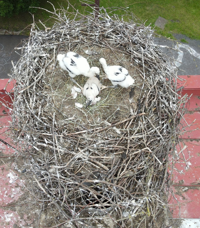 FOTOGALERIE: Adopce čápů