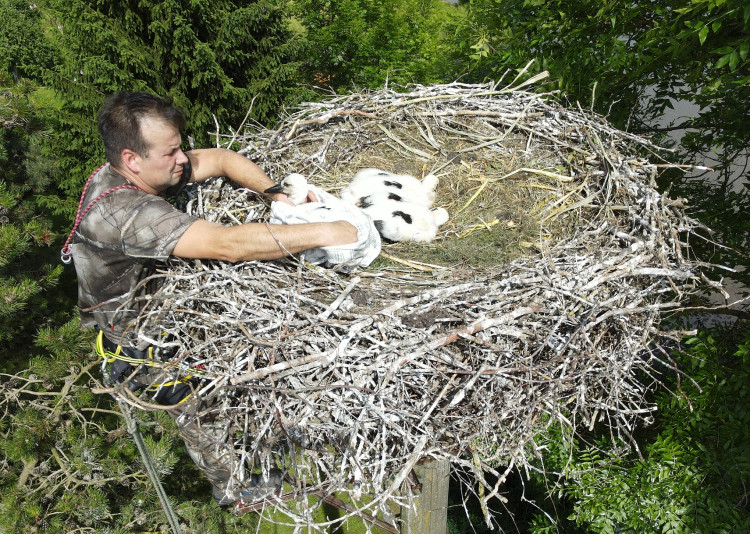 FOTOGALERIE: Adopce čápů
