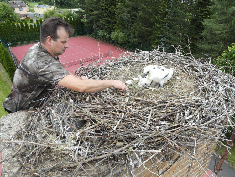 FOTOGALERIE: Adopce čápů