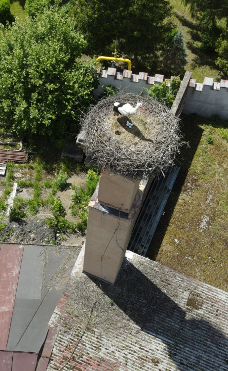 FOTOGALERIE: Adopce čápů