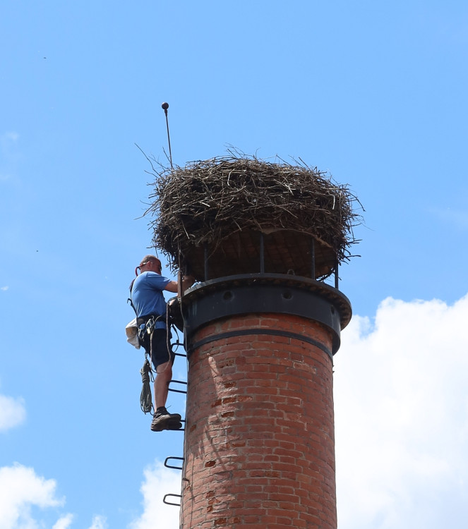 FOTOGALERIE: Adopce čápů