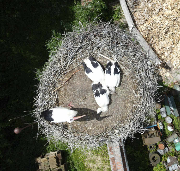 FOTOGALERIE: Adopce čápů