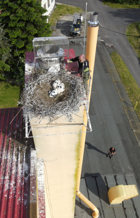 FOTOGALERIE: Adopce čápů