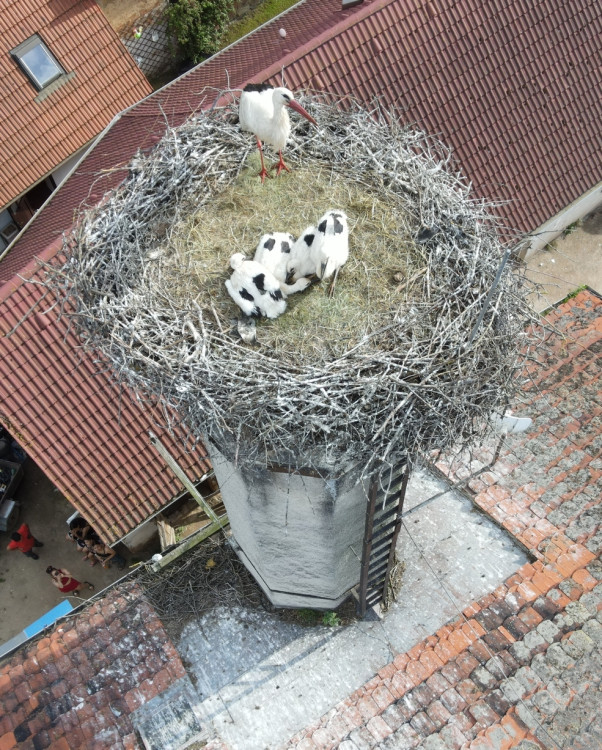 FOTOGALERIE: Adopce čápů