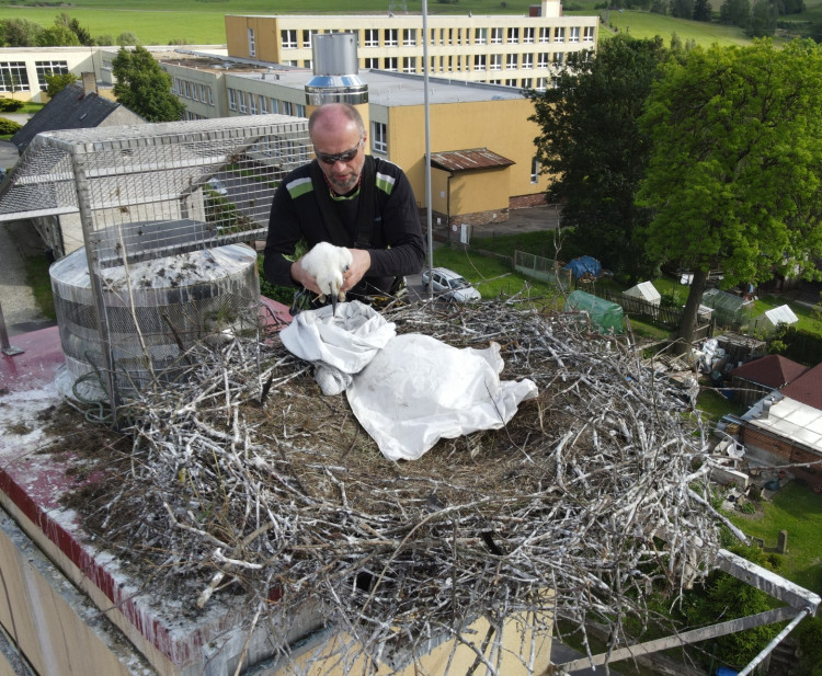 FOTOGALERIE: Adopce čápů