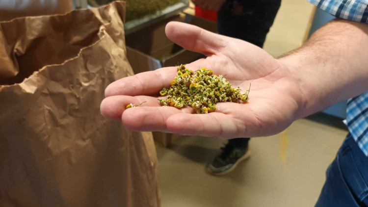 FOTOGALERIE: Jablka a byliny. Kofola rozvíjí sady na Šumpersku