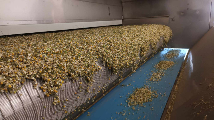 FOTOGALERIE: Jablka a byliny. Kofola rozvíjí sady na Šumpersku