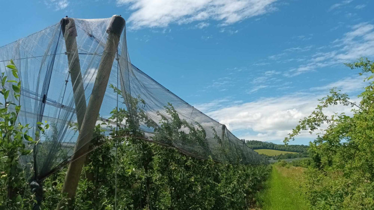 FOTOGALERIE: Jablka a byliny. Kofola rozvíjí sady na Šumpersku