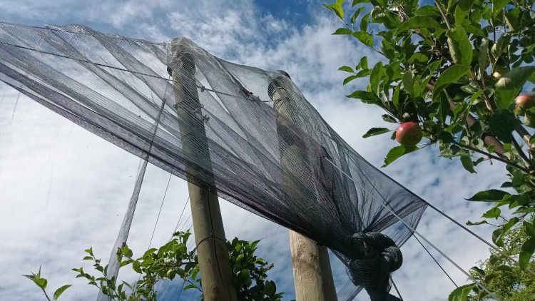 FOTOGALERIE: Jablka a byliny. Kofola rozvíjí sady na Šumpersku