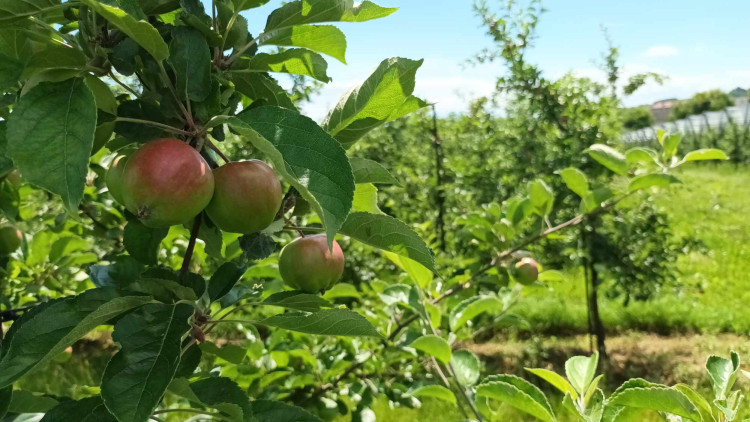 FOTOGALERIE: Jablka a byliny. Kofola rozvíjí sady na Šumpersku