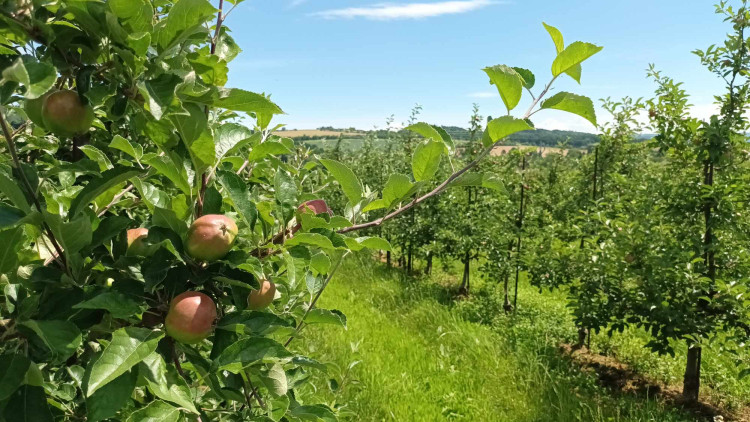 FOTOGALERIE: Jablka a byliny. Kofola rozvíjí sady na Šumpersku