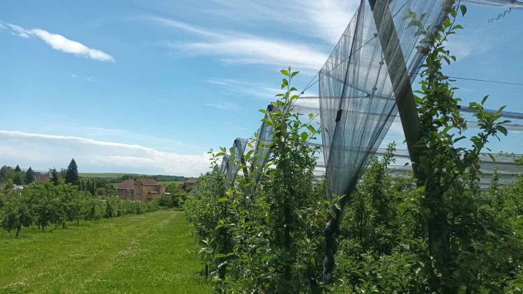 FOTOGALERIE: Jablka a byliny. Kofola rozvíjí sady na Šumpersku
