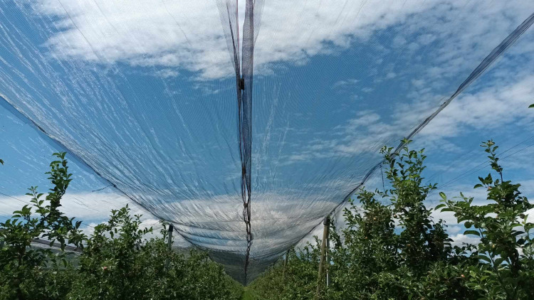 FOTOGALERIE: Jablka a byliny. Kofola rozvíjí sady na Šumpersku