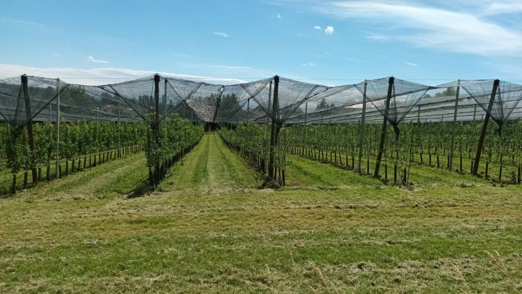 FOTOGALERIE: Jablka a byliny. Kofola rozvíjí sady na Šumpersku
