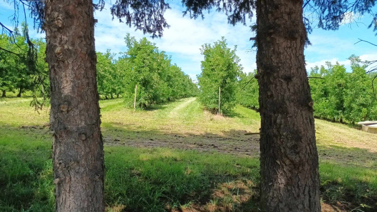 FOTOGALERIE: Jablka a byliny. Kofola rozvíjí sady na Šumpersku