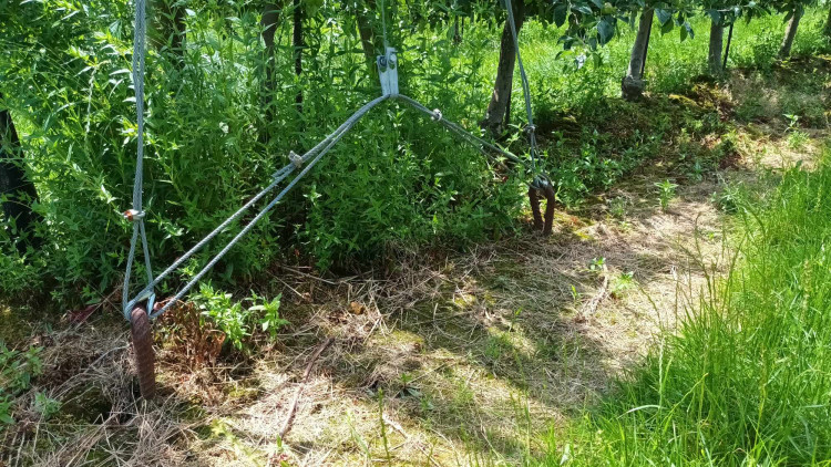 FOTOGALERIE: Jablka a byliny. Kofola rozvíjí sady na Šumpersku