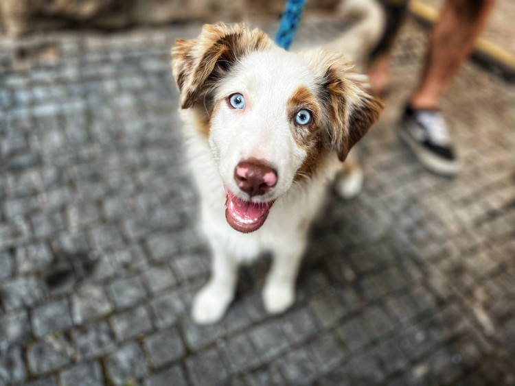 Mezinárodní divadelní festival REGIONY