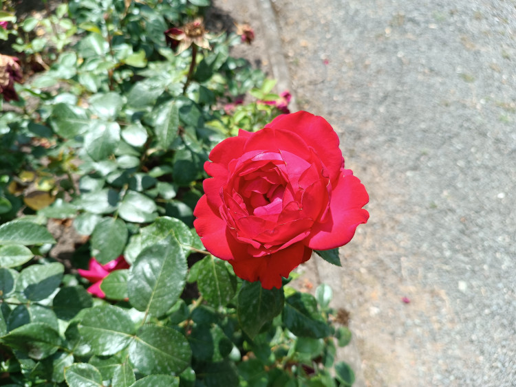 GALERIE: Rozárium v Hradci Králové zavírá