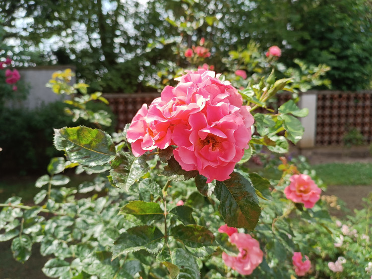 GALERIE: Rozárium v Hradci Králové zavírá