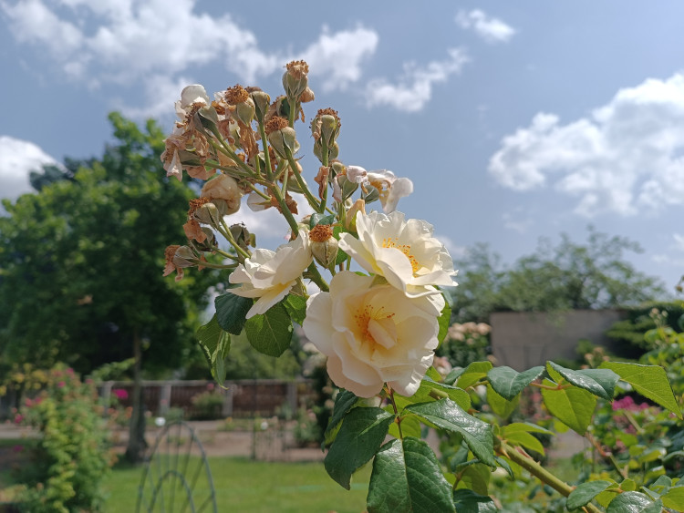 GALERIE: Rozárium v Hradci Králové zavírá