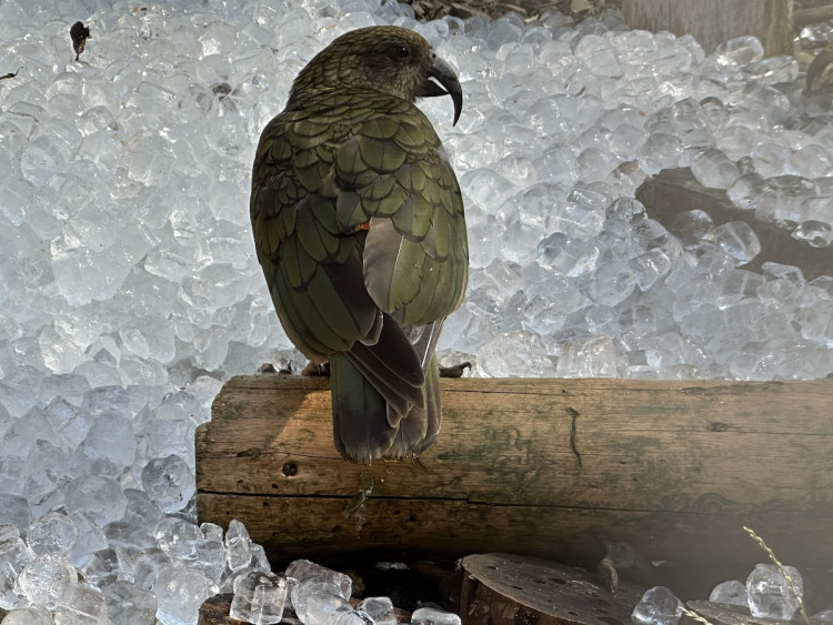 FOTOGALERIE: Když je lední medvěd šťastný. Pražská zoo zchladila zvířata deseti tunami ledu