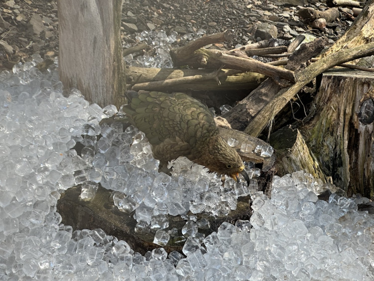 FOTOGALERIE: Když je lední medvěd šťastný. Pražská zoo zchladila zvířata deseti tunami ledu