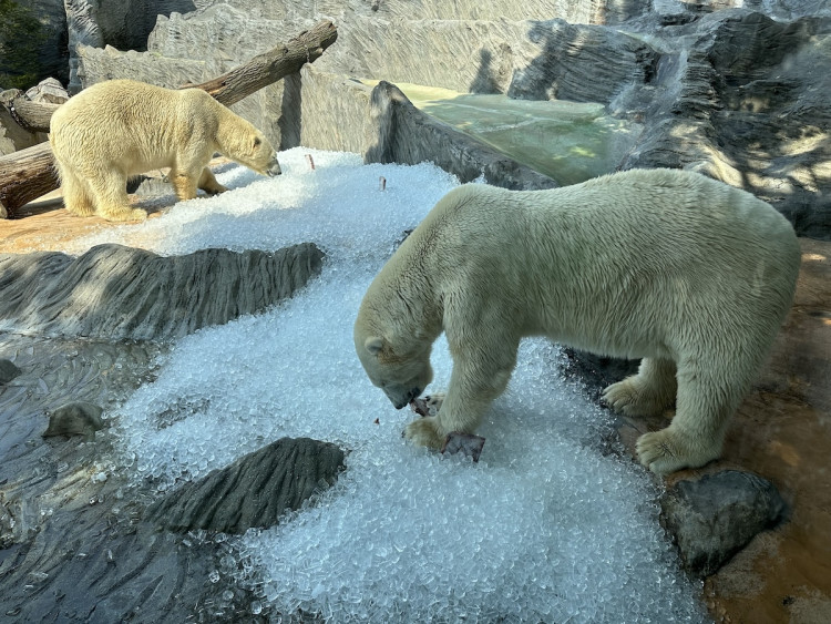 FOTOGALERIE: Když je lední medvěd šťastný. Pražská zoo zchladila zvířata deseti tunami ledu