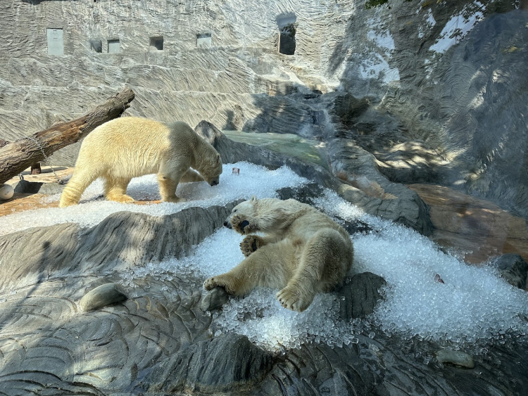 FOTOGALERIE: Když je lední medvěd šťastný. Pražská zoo zchladila zvířata deseti tunami ledu
