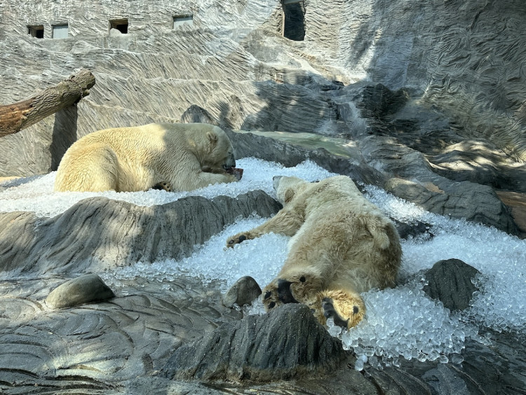 FOTOGALERIE: Když je lední medvěd šťastný. Pražská zoo zchladila zvířata deseti tunami ledu