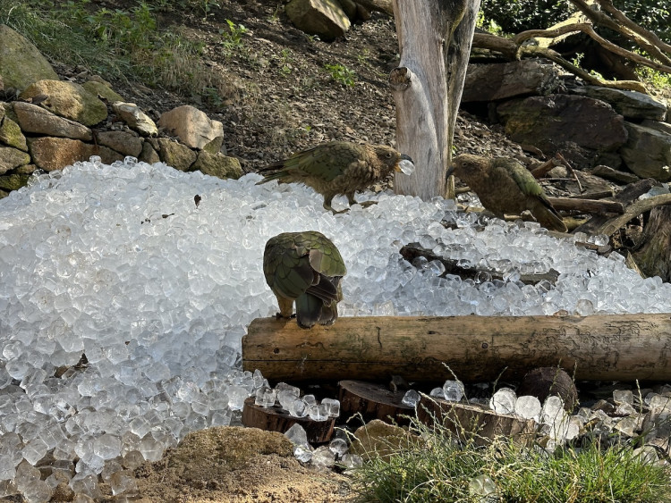 FOTOGALERIE: Když je lední medvěd šťastný. Pražská zoo zchladila zvířata deseti tunami ledu