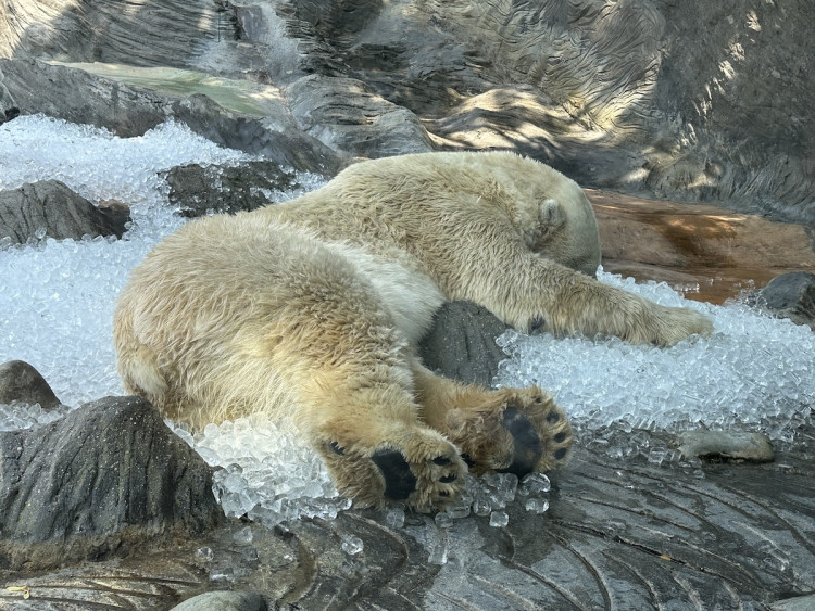 FOTOGALERIE: Když je lední medvěd šťastný. Pražská zoo zchladila zvířata deseti tunami ledu