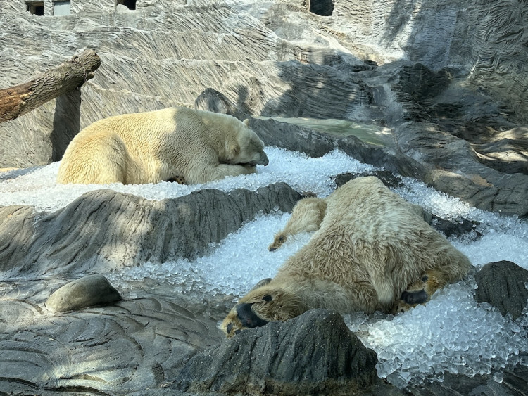 FOTOGALERIE: Když je lední medvěd šťastný. Pražská zoo zchladila zvířata deseti tunami ledu