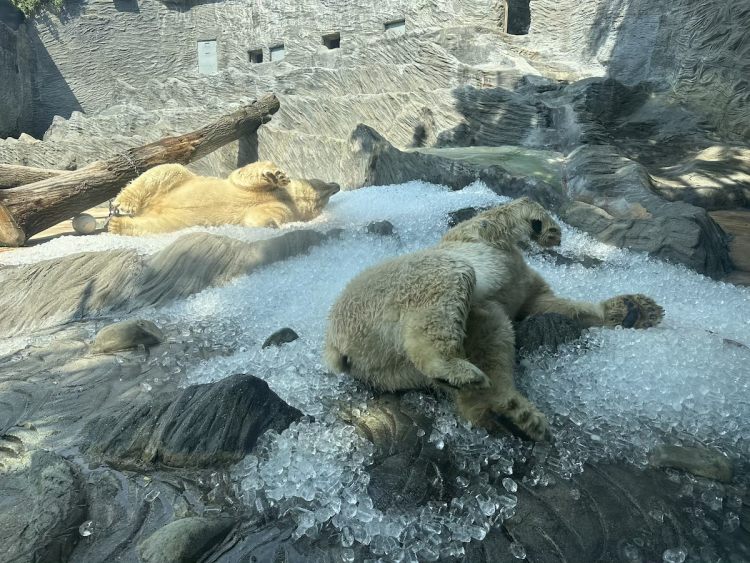 FOTOGALERIE: Když je lední medvěd šťastný. Pražská zoo zchladila zvířata deseti tunami ledu