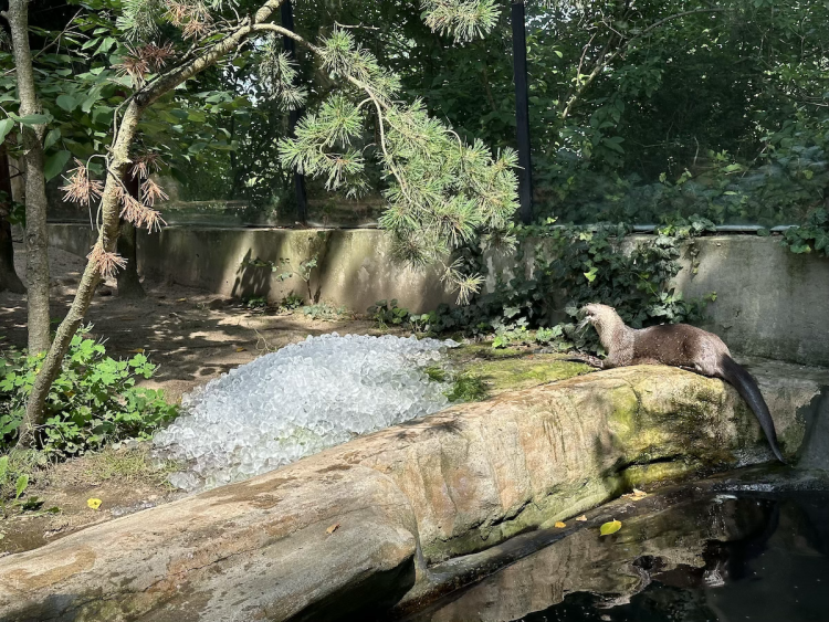 FOTOGALERIE: Když je lední medvěd šťastný. Pražská zoo zchladila zvířata deseti tunami ledu