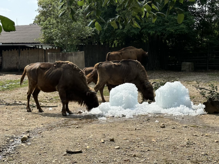 FOTOGALERIE: Když je lední medvěd šťastný. Pražská zoo zchladila zvířata deseti tunami ledu