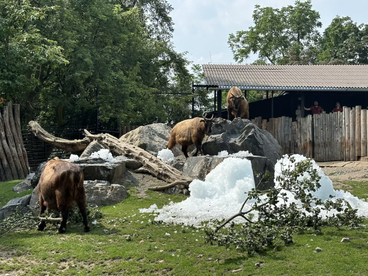 FOTOGALERIE: Když je lední medvěd šťastný. Pražská zoo zchladila zvířata deseti tunami ledu
