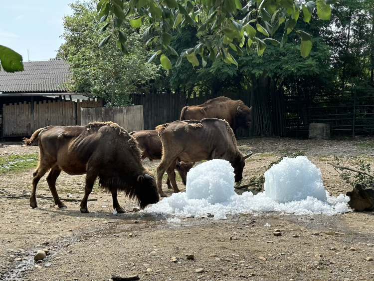 FOTOGALERIE: Když je lední medvěd šťastný. Pražská zoo zchladila zvířata deseti tunami ledu