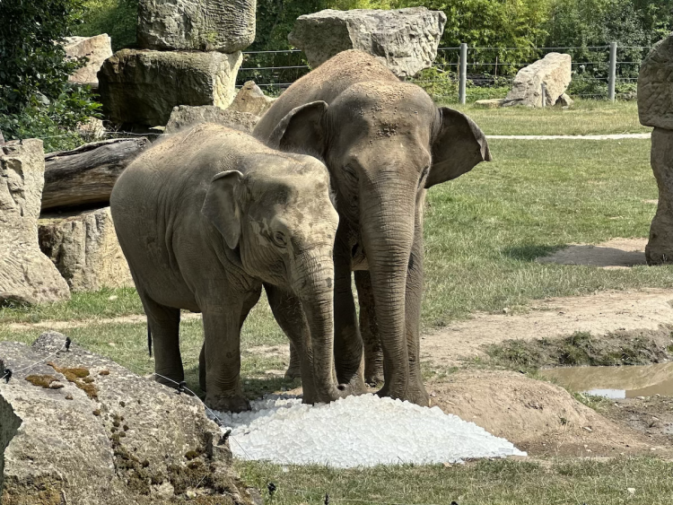 FOTOGALERIE: Když je lední medvěd šťastný. Pražská zoo zchladila zvířata deseti tunami ledu